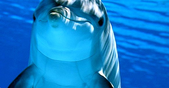 12 zvědavostí o inteligenci delfínů