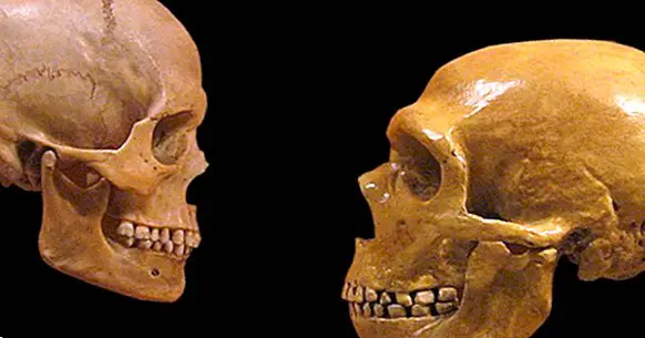 Er vår art mer intelligent enn Neanderthals?