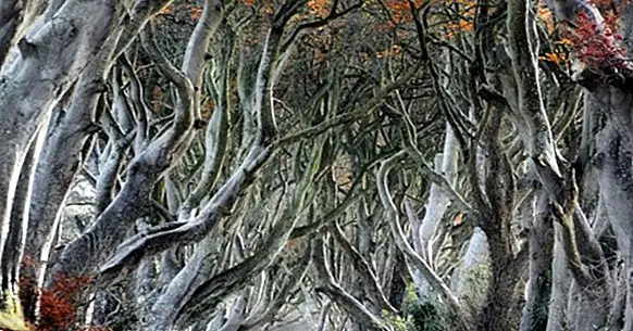 10 irskih legend, polnih mitologije in folklore