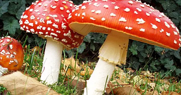 Hallucinogene svampe: Dette er deres virkninger på vores sind