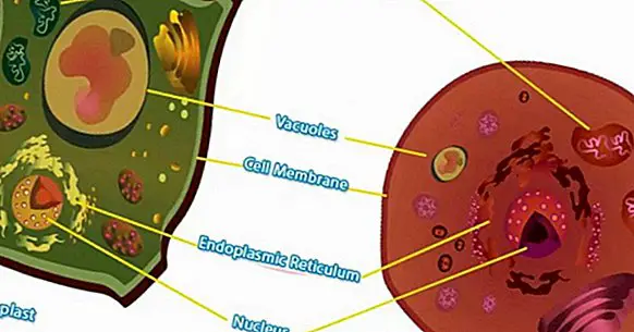 4 разлики между животното и растителната клетка