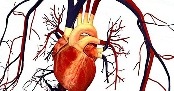 7 nejčastějších typů kardiovaskulárních onemocnění (a příznaků)