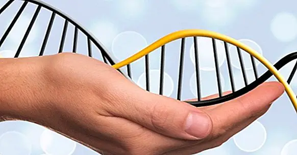 Unterschiede zwischen DNA und RNA
