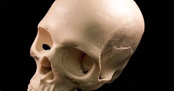 What is the human skull like and how does it develop?