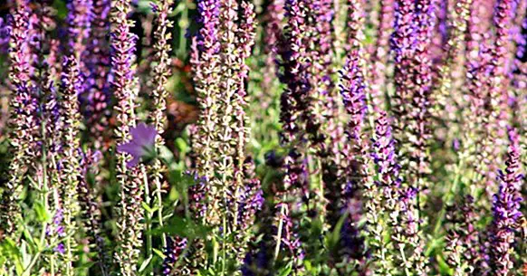 Salvia: 11 propriétés et avantages de cette plante