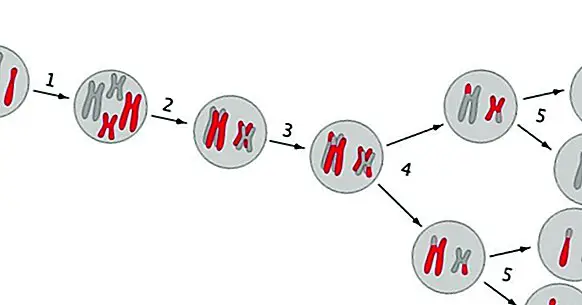 De 8 faser af meiose og hvordan processen udvikler sig