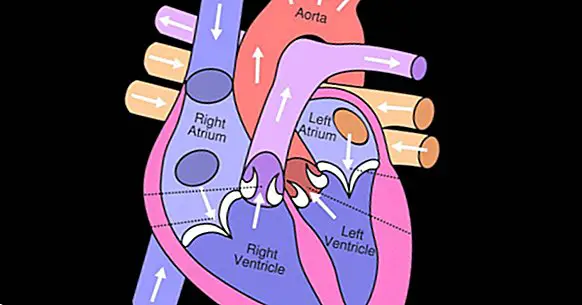 Les 13 parties du coeur humain (et ses fonctions)