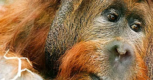 The 20 most endangered animals in the world - yes, therapy helps!