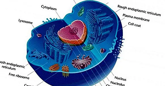 The 12 differences between eukaryotic cell and prokaryotic cell