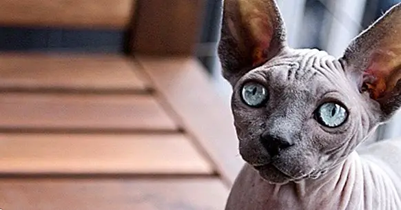 Защо блестят очите на котката? Науката отговаря