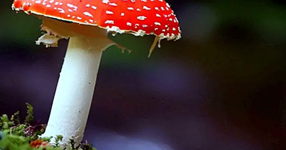 Les 11 types de champignons (et leurs caractéristiques)