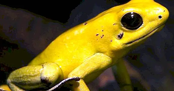 The 15 most poisonous animals in the world - yes, therapy helps!