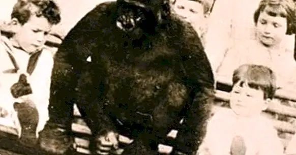 The incredible case of the gorilla that was raised as a child more