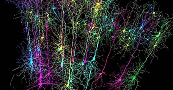 The 'place cells', something like our brain GPS