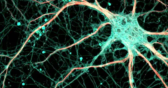 Synaptogenesis: bagaimana sambungan dibuat antara neuron?