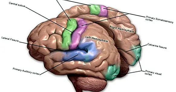 Cortex moteur du cerveau: parties, localisation et fonctions