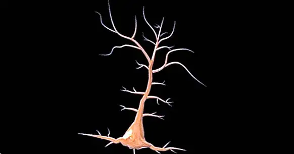 Pyramidale neuroner: Funktioner og placering i hjernen