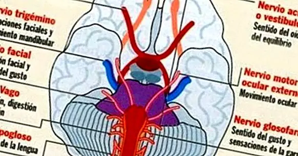 Autonomt nervesystem: strukturer og funktioner