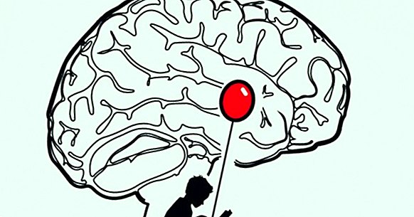Aivojen amygdala: rakenne ja toiminnot