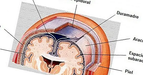 Aracnóide (cérebro): anatomia, funções e desordens associadas