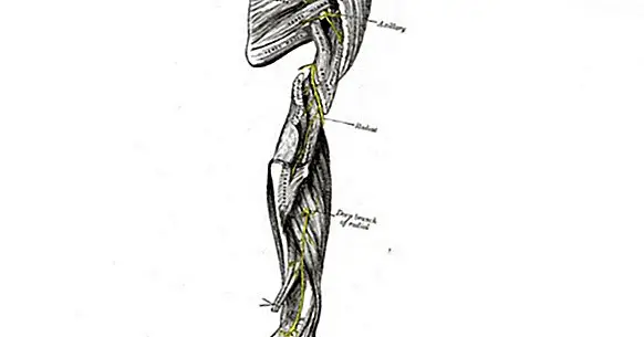 Radial nerve: what it is, where it passes, and functions