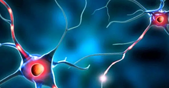 Neuronite tüübid: omadused ja funktsioonid