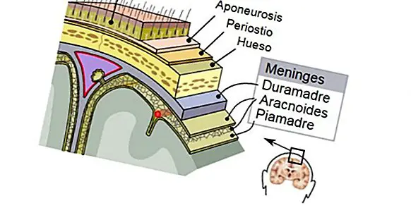 Piamadre (hjerne): struktur og funktioner af dette lag af meninges
