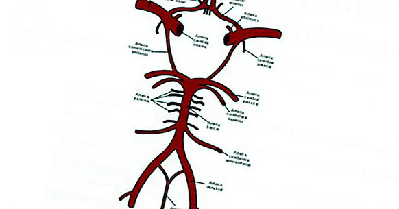 Polygon of Willis: parts and arteries that form it