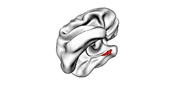 Entorrinal cortex (aivot): mitä se on ja mitä toimintoja se on?