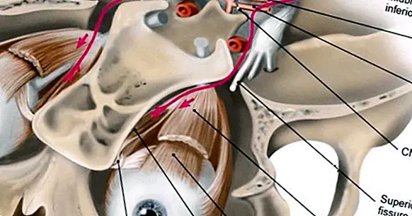 A koponya idegei: a 12 ideg, amely elhagyja az agyat