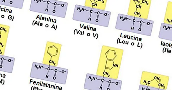 Amino acid table: functions, types and characteristics