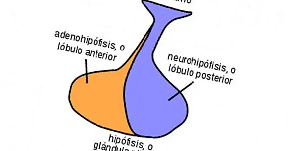 Neurohypofýza: struktura, funkce a související nemoci