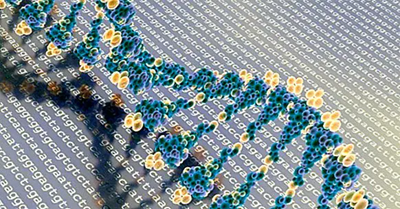 O que é epigenética? Chaves para entender