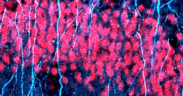 Neurogenèse: comment sont créés les nouveaux neurones?