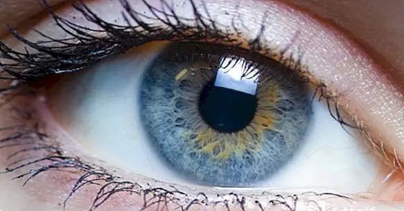 Die 11 Teile des Auges und ihre Funktionen