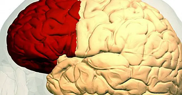 Prefrontal cortex: funksjoner og tilhørende lidelser