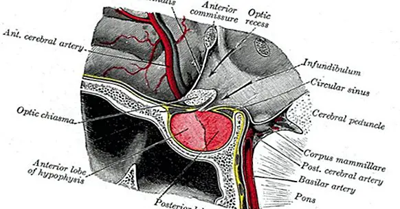 Σώματα μυελού (περιοχή του εγκεφάλου): ορισμός, θέση και λειτουργίες