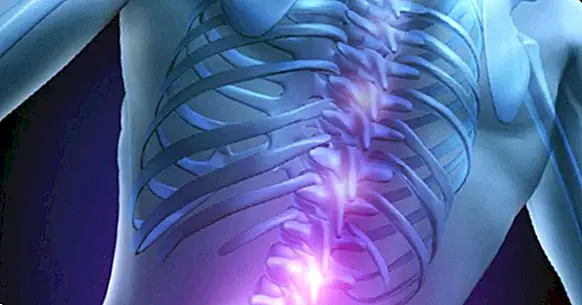Spinal cord: anatomy, parts and functions