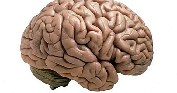 Cisura de Silvio (мозъка): какво е, функции и анатомия
