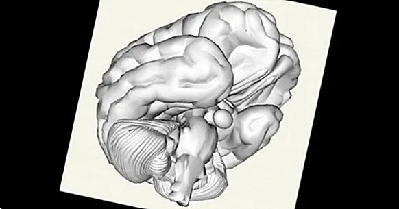 A teoria modular da mente: o que é e o que explica sobre o cérebro
