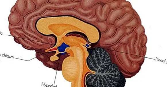 Suprachiasmatic nucleus: az agy belső órája