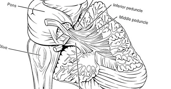 Cerebralni pedalci: funkcije, struktura i anatomija