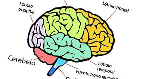 Μέρη του ανθρώπινου εγκεφάλου (και λειτουργίες)