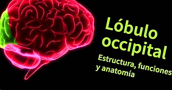 Occipitalni režnja: anatomija, karakteristike i funkcije