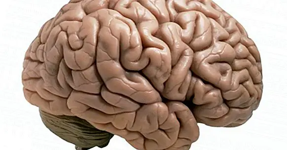 Церебрални кортекс: његови слојеви, области и функције