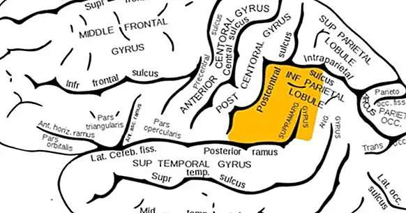Rotation supramarginale: fonctions et troubles associés à cette région cérébrale