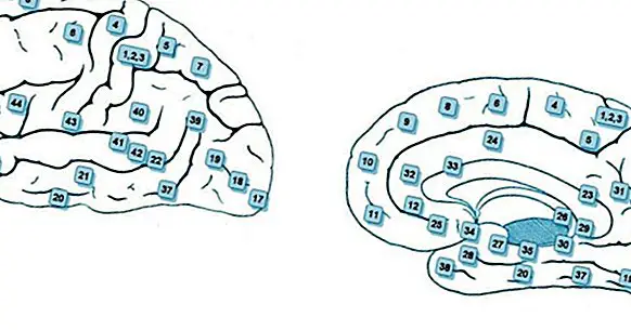 The 47 areas of Brodmann, and the regions of the brain that contain