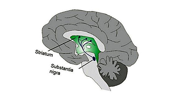 Via Nigrostriatal do cérebro: estruturas e funções
