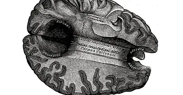 Corpus callosum του εγκεφάλου: δομή και λειτουργίες