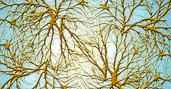 What are the dendrites of neurons?